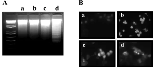 Fig. 2. Effect of combination with lactacystin and etoposide on apoptosis of KB cells