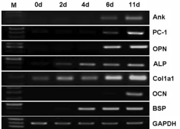 Fig. 1. Gene expression patterns during osteoblast differentiation.