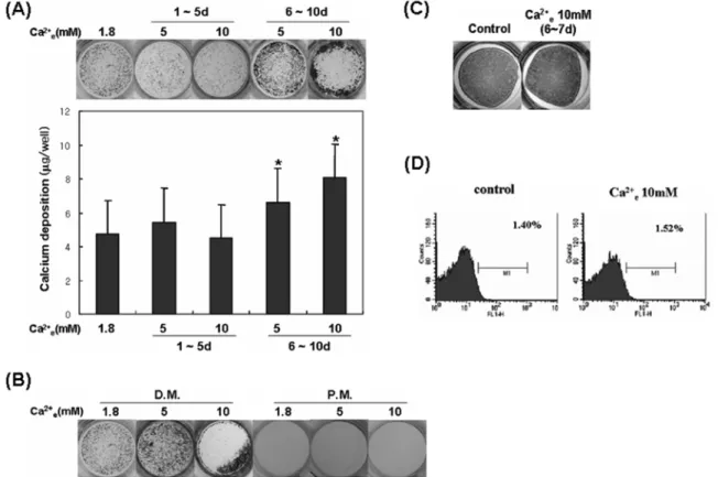 Fig. 3. High Ca 2+ e  increased matrix calcification by differentiated osteoblasts. (A) Mouse calvarial cells were cultured in osteoblast differentiation medium for 10 days