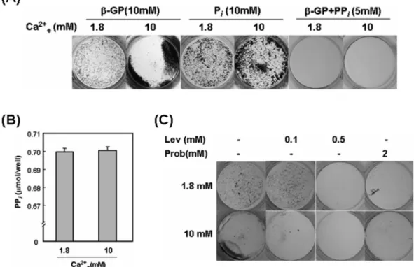 Fig. 4. High Ca 2+ e -induced matrix calcification is more susceptible to ALP inhibition than control
