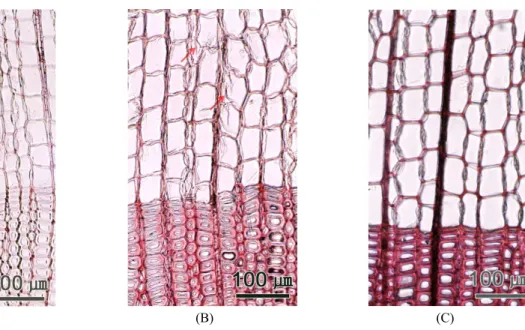 Fig. 3. Optical micrographs of the cross section of deposited wood in water.