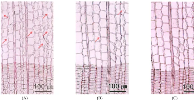 Fig. 5. X-ray diffractograms of each sample2005).  그러나 본 연구에서 목타르도포재가 다른 시료와 달리 열화에 의한 세포벽 붕괴가 많이 관찰되었다