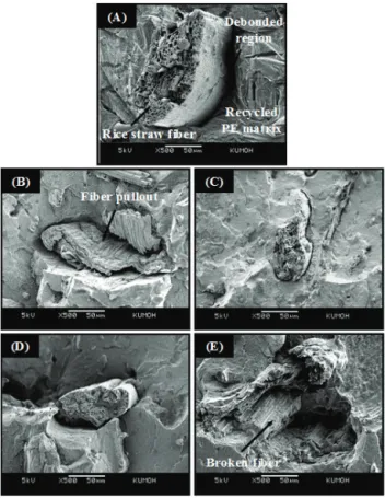 Figure 9. Fracture surfaces of rice straw/recycled poly-  ethylene composites (A) untreated and (B-E) alkali-treated  by the soaking method at different NaOH concentrations  (×500):  (B) 1 wt%,  (C) 3 wt%,  (D) 5 wt%,  (E) 10 wt%.