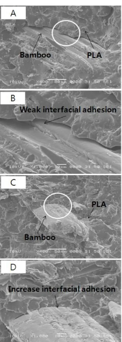Figure 9. Fractures surfaces of bamboo fiber/PLA bio- bio-composites: untreated (A) ×400, (B) ×1000; water-treated  (C) ×400, (D) ×1000