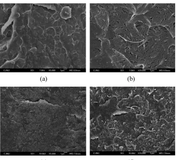 Figure 2. Cross-sectional FE-SEM images of PMMA/MWNT composites at 1 wt% of MWNT loading