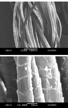 Figure 6. SEM micrographs observed for waste wool fi- fi-bers: Top (×250); bottom (×2000).