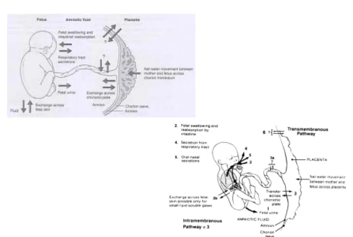 Fig.  1.  Schematic  showing  the  6  routes  for  fluid  entry  into  and  exit  from  the  amniotic  sac  for  the  late  gestation  fetus