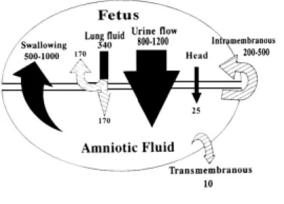 Fig.  3.  Summary  of  water  flows  into  and  out  of  the  amniotic  space  in  late  gestation.