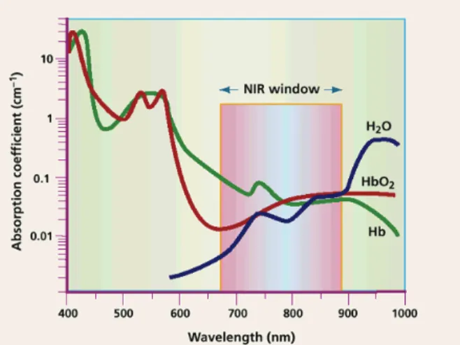 표  1.  Advantages  of  NIR  fluorescence  for  in  vivo  imaging 8