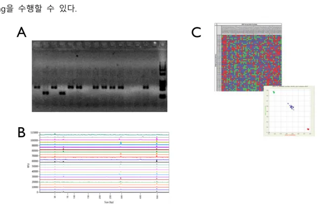 Figure 3. Genotyping methods A.  전기영동을  통한  genotyping, B. Fragment analyzer(http://aati- analyzer(http://aati-us.com/)를  이용한  SSR genotyping,    C