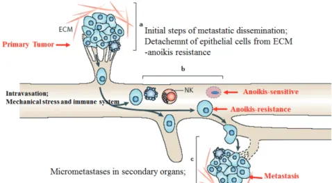 그림 6. Anoikis-resistance and metastasis