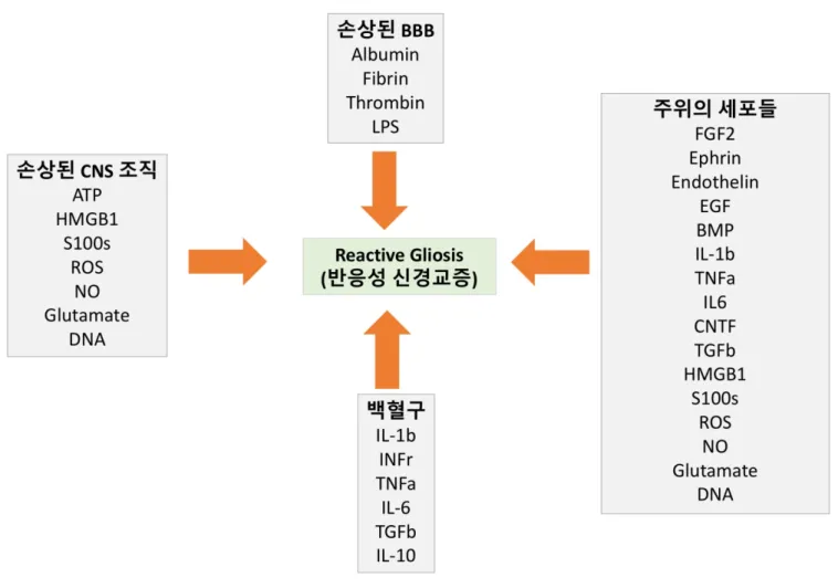 그림  2.  반응성  신경교증은  많은  세포와  세포들에  의해  생성되는  인자로  촉진된다.   