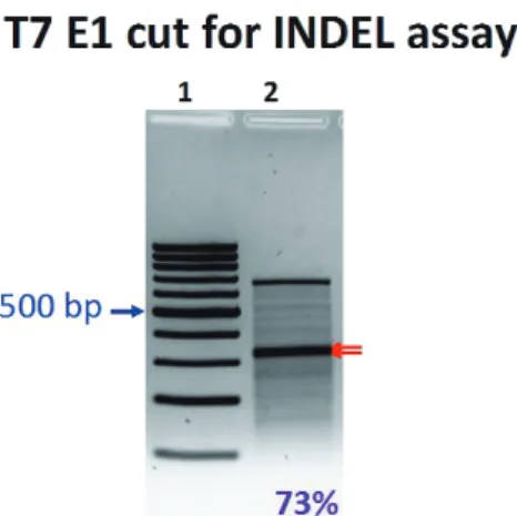 그림 1. INDEL assay in K562 cells transfected with DNA