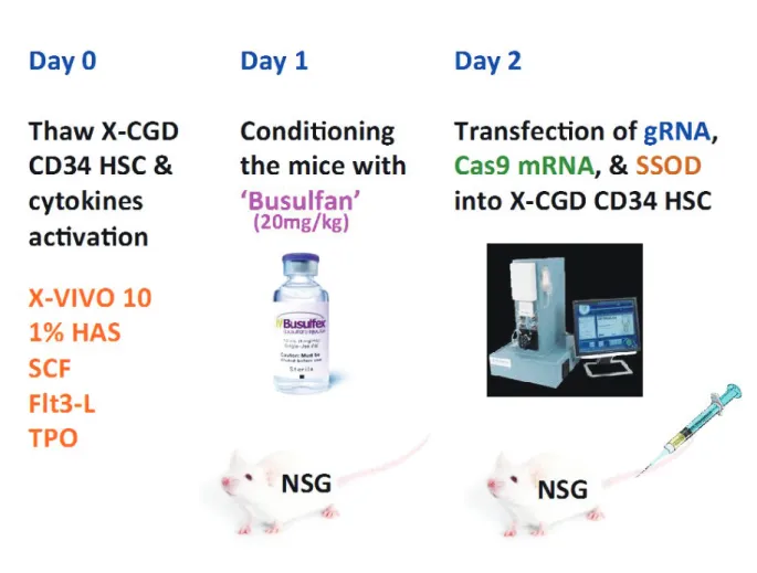 그림 4.  In vivo experiment of CRISPR/Cas9 &amp; SSOD with CD34 HSC in NSG mouse