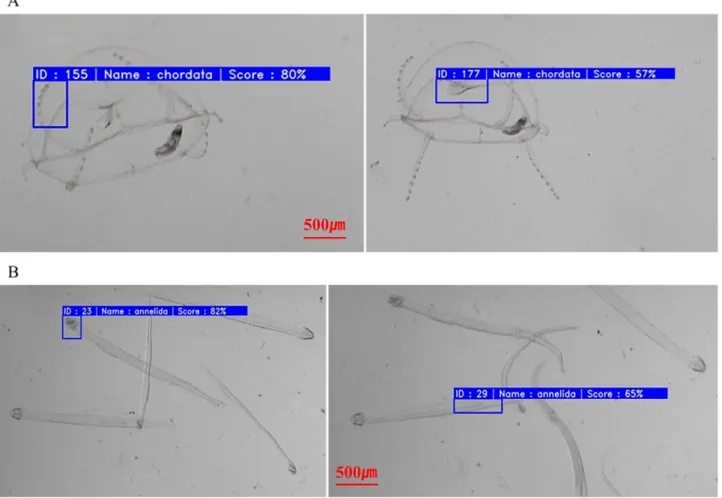 Fig. 7. Image of object recognized as multiple taxonomic groups (A: single reading, B: multiple reading).