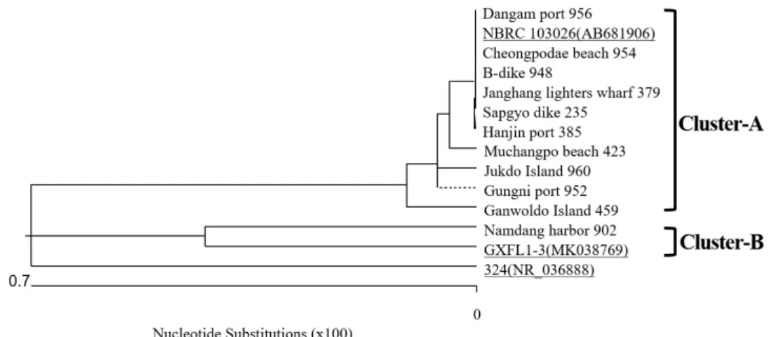 Fig. 3. Multiple alignment of nucleotide sequences with reference strains and Vibrio vulnificus isolates in this study