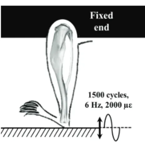 Fig.  2 Schematic illustration of the partial vibration  experimental system for rat tibia 