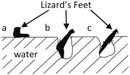 Fig. 1  Three stages of a basilisk lizard locomotion on  water (re-organized from 7 )