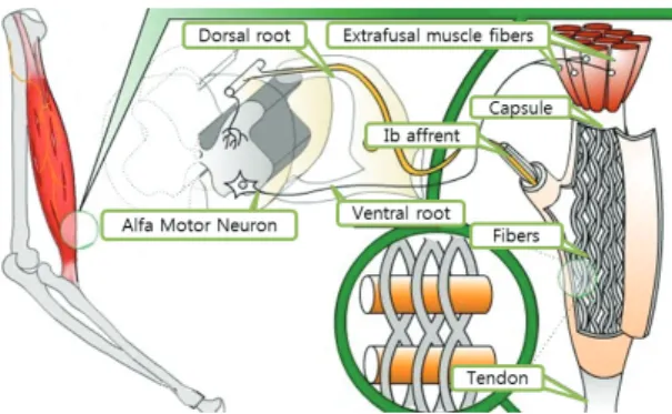 Fig. 1 Skeletal Muscle and Structure of Motor Unit 