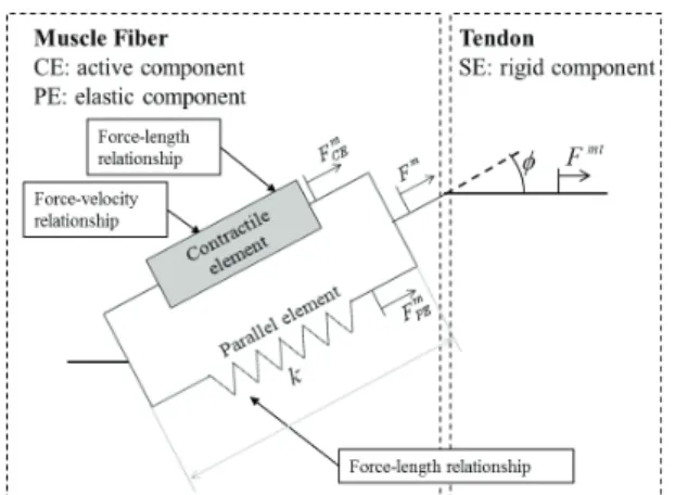 Fig. 4  Kinematic analysis result of the human elbow  joint