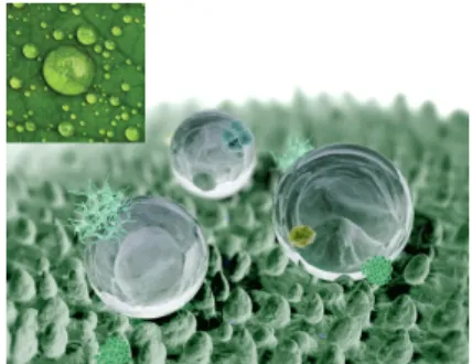 Fig. 1 Hydrophobic surface of lotus leaf  6