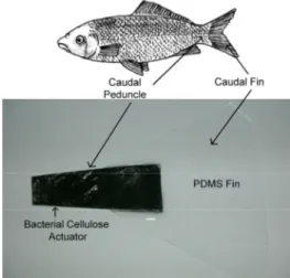 Fig. 1 Biomimetic bacterial cellulose actuator