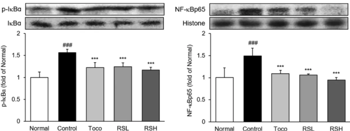 Fig. 4. Expression of inflammatory transcription factors in esophagus. Normal rats; Normal, chronic acid reflux esophagitis rats;