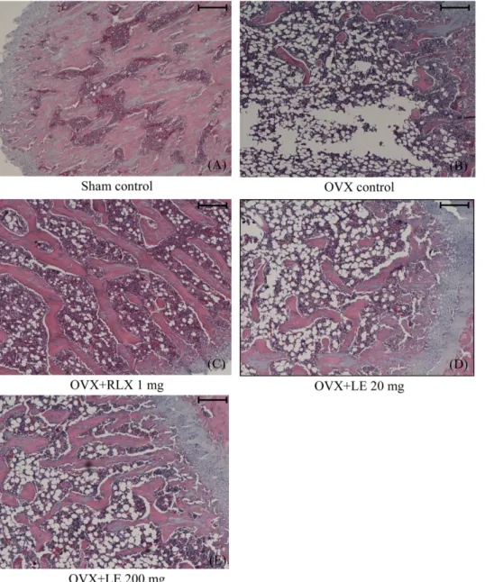 Table  II.  Histopathological  findings  of  femur  in  ovariectomized  rats