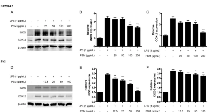Fig. 3. The effect of PSM on iNOS and COX-2 protein expression in LPS-induced RAW264.7 (A, B, C) and BV2 cells (D, E, F).