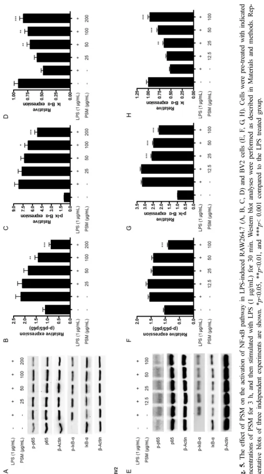 Fig. 5. The effect of PSM on the activation of NF-κB pathway in LPS-induced RAW264.7 (A, B, C, D) and BV2 cells (E, F, G, H)