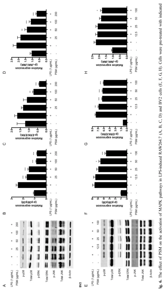 Fig. 6. The effect of PSM on the activation of MAPK pathways in LPS-induced RAW264.7 (A, B, C, D) and BV2 cells (E, F, G, H)