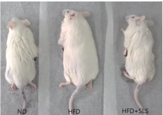 Fig. 4. Comparison of serum total cholesterol levels between groups after 5 weeks of administration of ND, HFD, HFD + SLS