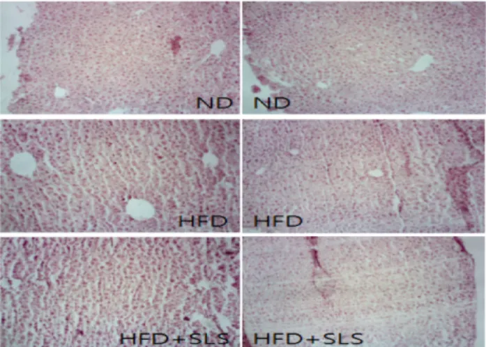 Fig. 7. Inhibitory effects of SLS on PPAR-γ, SCD-1 Expression in 3T3-L1. Results of the experiments were the mean values of three independent experiments and asterisks indicate the significant differences (*: p<0.05 compared to control)
