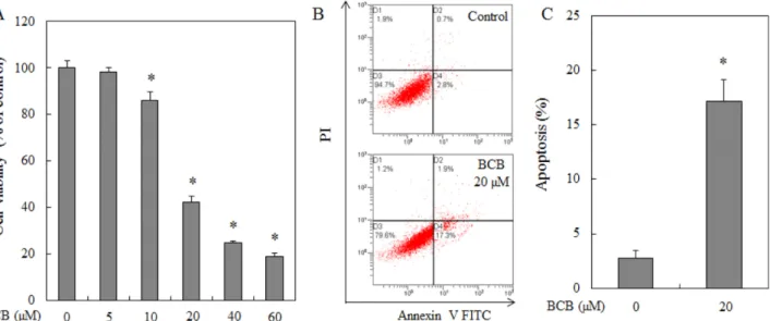 Fig. 3. BCB induces caspases activation and PARP cleavage in HepG2 cells. (A) Cells were treated with 10 or 20 μM of BCB for 24 hr