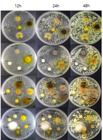Fig. 1. Antifungal activity of 19 medicinal herb ethanol extracts as clear zone diameter (mm) against C