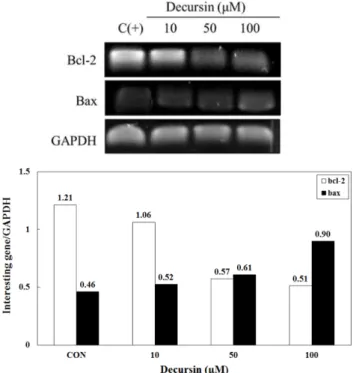Fig. 4. RT-PCR analysis of p53 gene in THP-1 cells.  THP-1 cells were treated with decursin(10, 50 and 100 µM) for 24 hrs, Total RNA was isolated and p53 mRNA expression was determined by RT-PCR.