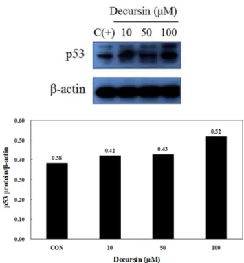 Fig. 6. Expression of decursin on p53 protein in THP-1 cells.