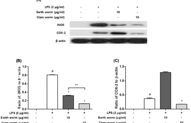 Fig. 3. Effects of earth worm and clam worm extracts on iNOS and COX-2 protein expression in LPS-stimulated RAW264.7 mac- mac-rophages