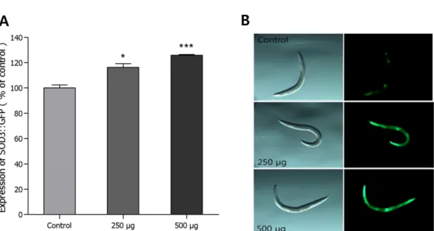 Fig. 6. Effect of ethyl acetate fraction of the dried ginger on the expression of SOD-3 was determined using transgenic nematodes.