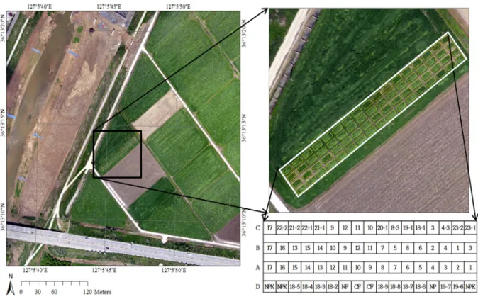 Fig. 1. Split plot design for the experiments in Nonsan-si.