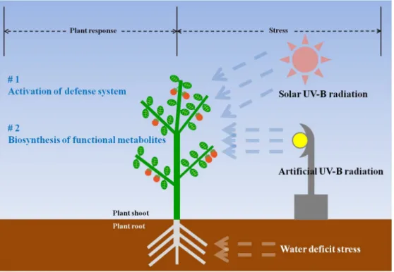 Fig. 1. Conceptual figure of plant response to environmental stresses (water deficit and UV-B radiation).Introduction전 세계적인 인구 고령화 및 건강관리 중심의 의료패러다임 변화와 함께 국내 농업분야에서도 질병 및 건강개선에 긍정적인 효과를 나타내는 기능성 대사물질 (functional meta-bolites)들을 다량으로 함유한 작물들에 관한 연구들이 진행되고 