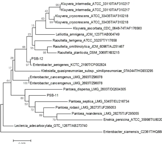 Fig. 1. Phylogenetic tree based on 16S rDNA gene sequences, showing the position of Pantoea rodasii (PSB-11) and Enterobacter  aerogenes (PSB-12) strains with respect to related species