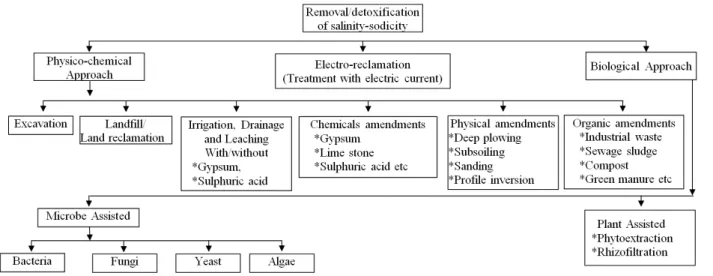 Fig. 1. Current approaches in the remediation of salinity-sodicity in salt affected soils.