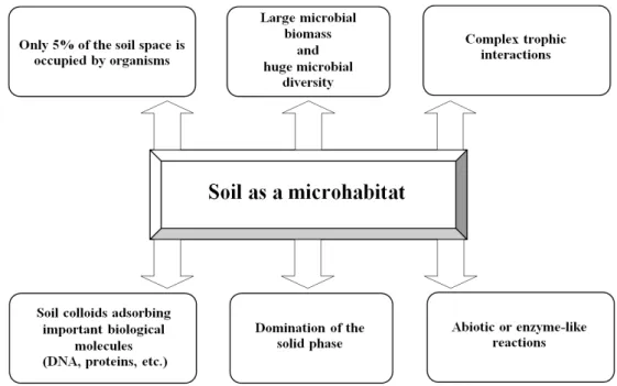 Fig. 1. Schematic representation of the main characteristics of soil as a microhabitat (Modified from Nannipieri et al., 2003).