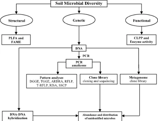 Fig. 2. Methods of accessing microbial diversity. CLPP community level physiological profiling, PLFA phospholipid fatty acids,  FAME fatty acid methyl ester, PCR polymerase chain reaction, DGGE denaturing gradient gel electrophoresis, TGGE temperature  gra