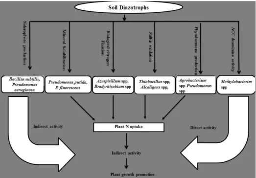 Fig. 1. The plant-soil N cycle and pathways for N transformation mediated by physiological processes (DON = dissolved organic  nitrogen) (Richardson et al., 2009).