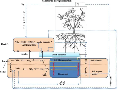Fig. 3. Biological nitrogen fixing agents in agricultural and terrestrial natural systems (Herridge et al., 2008).