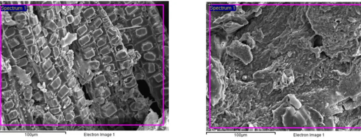 Fig. 3. SEM image of SMM, Control (Left), Zn (Right).