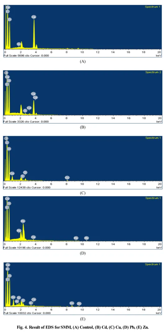 Fig. 4. Result of EDS for SMM, (A) Control, (B) Cd, (C) Cu, (D) Pb, (E) Zn.