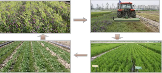 Fig. 1. Cropping system with Rice-green manure crop.Introduction녹비작물은 식물이  푸를  때 토양에  환원하여  이용하는 작물로 농경지에 재배되는 동안에는 토양을 피복하여 경사지의  토양유실을  방지하고  휴경지를  보호하며,  잡초억제, 경관조성 및 밀원제공, 유용곤충의 서식처로 이용될 뿐만 아니라 토양에 환원되어 농경지에 유기물 공급, 화학비료 대체, 토양 물리·화학적인 특성개량 등의 녹비효과를 얻을